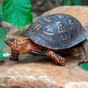 Eastern Box Turtle