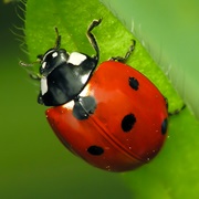 Seven Spot Ladybird