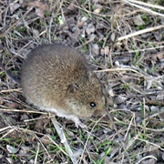 Western Mouse