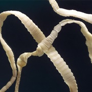 Tapeworm