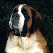 St Bernard