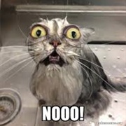 Cat Food?!? I NEED REAL FOOD !