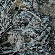 Various - Fragility of Sounds