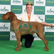 Hungarian Wirehaired Vizsla