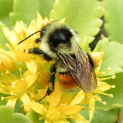 Red-Tailed Bumble Bee