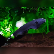 Black Ghost Knifefish
