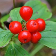 Alaskan Bunchberry