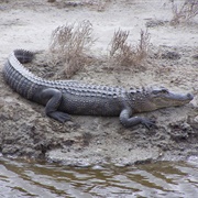 Wrestle an Alligator