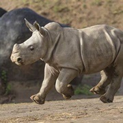Southern White Rhinoceros