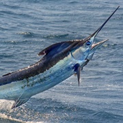 Swordfish