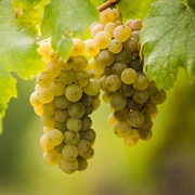Furmint