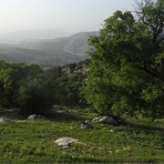 Yarmouk Forest Reserve, Jordan