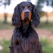 Gordon Setter