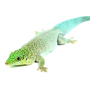 Standing's Day Gecko
