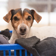 Steals Clothes/Shoes to Have Your Scent