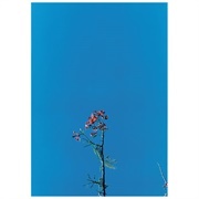 Joanna Newsom & the Ys Street Band E.P. - Joanna Newsom