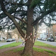 Norfolk Wishing Tree