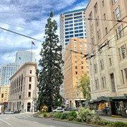 Seattle's Giant Sequoia Tree