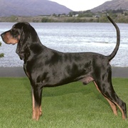 Polish Hunting Dog