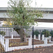 The Old Apple Tree (Permanently Closed)