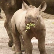 Baby Rhino