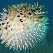 Porcupinefish