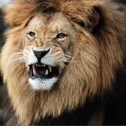 Lion Attack
