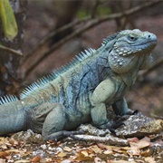 Blue Iguana