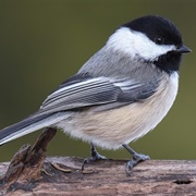 Black-Capped Chickadee