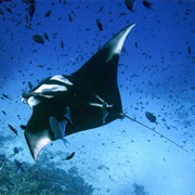 Oceanic Manta Ray