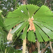 Daintree Rainforest, Australia
