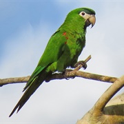 Northern Red-Shouldered Macaw