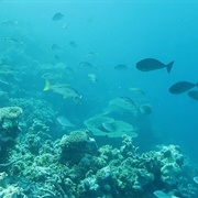 Funafuti Marine Conservation Area, Tuvalu