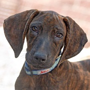 Plott Hound