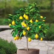 Grow a Fruit Tree