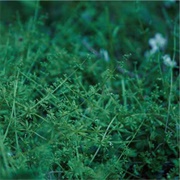 Chouchou Merged Syrups. - Clepsydra