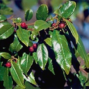 Shiny-Leaf Buckthorn (Rhamnus Prinoides)
