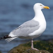 Herring Gull