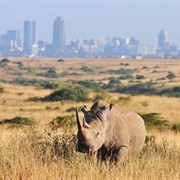 Nairobi National Park, Kenya