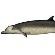 Longman's Beaked Whale