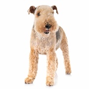 Lakeland Terrier