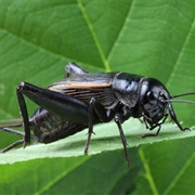 Field Cricket