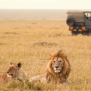 Masai Mara, Kenya