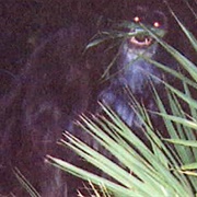 Skunk Ape