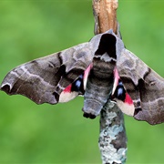 Twin-Spotted Sphinx Moth
