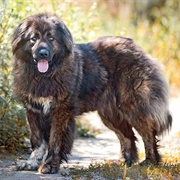 Caucasian Shepherd Dog