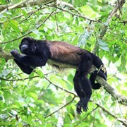 Mantled Howler