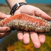 Donkey Dung Sea Cucumber (Holothuria Mexicana)