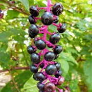 Pokeweed