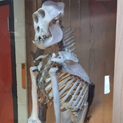 Hutchison Hall Specimen Collection